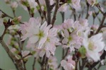 啓翁桜